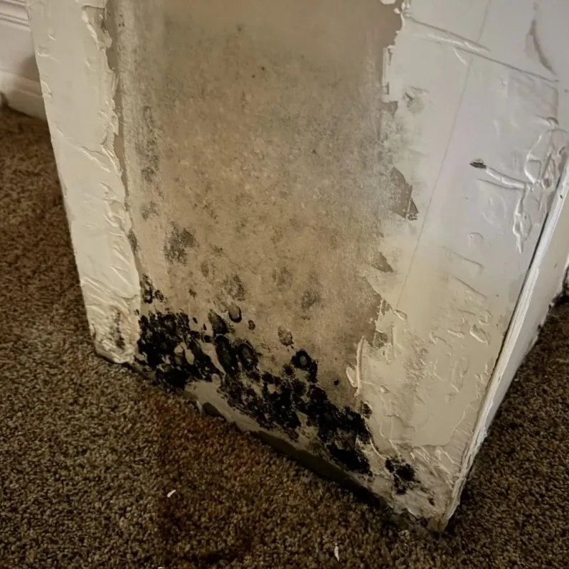 Professional Mold Removal in Oak Trail Shores, TX